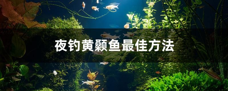 夜釣黃顙魚最佳方法 其他品牌魚缸