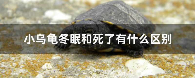 小烏龜冬眠和死了有什么區(qū)別