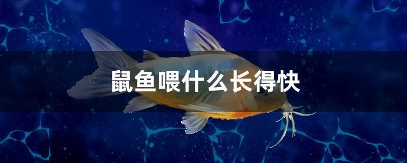 鼠魚喂什么長得快 月光鴨嘴魚苗