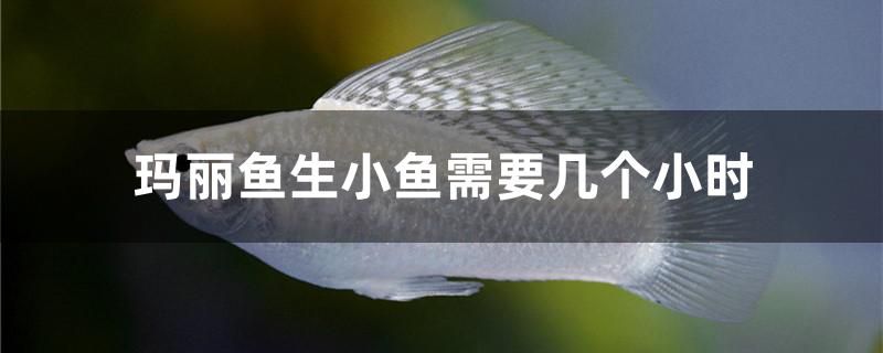 瑪麗魚生小魚需要幾個小時 白條過背金龍魚