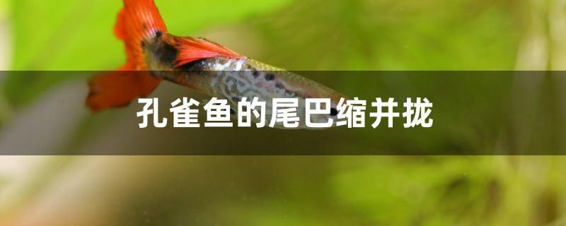 孔雀魚的尾巴縮并攏 巴西亞魚