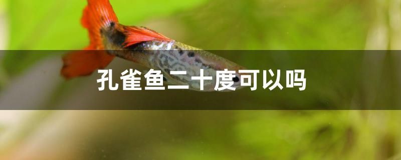 孔雀魚二十度可以嗎 高背金龍魚