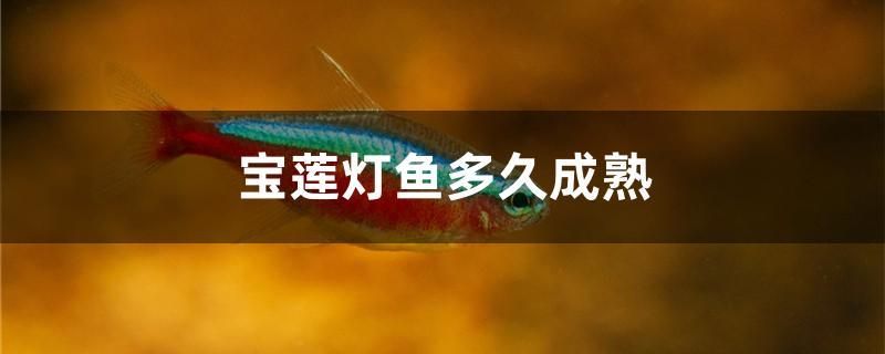 寶蓮燈魚多久成熟 水族主題相關(guān)