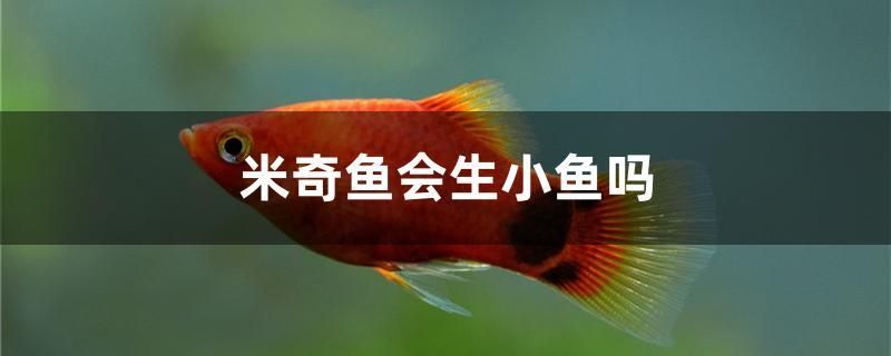 米奇魚會生小魚嗎 黑白雙星