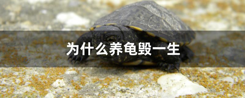 為什么養(yǎng)龜毀一生 祥龍進口元寶鳳凰魚