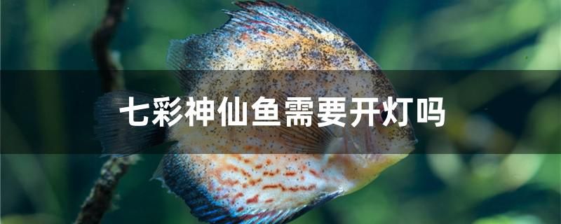 七彩神仙魚需要開燈嗎 稀有紅龍品種