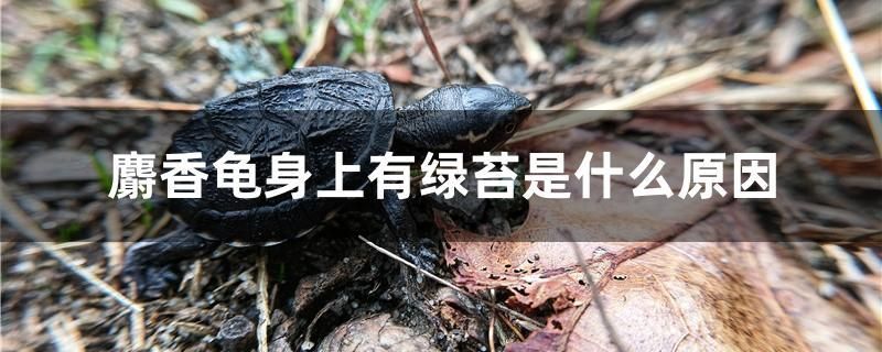 麝香龜身上有綠苔是什么原因 祥龍進(jìn)口元寶鳳凰魚(yú)