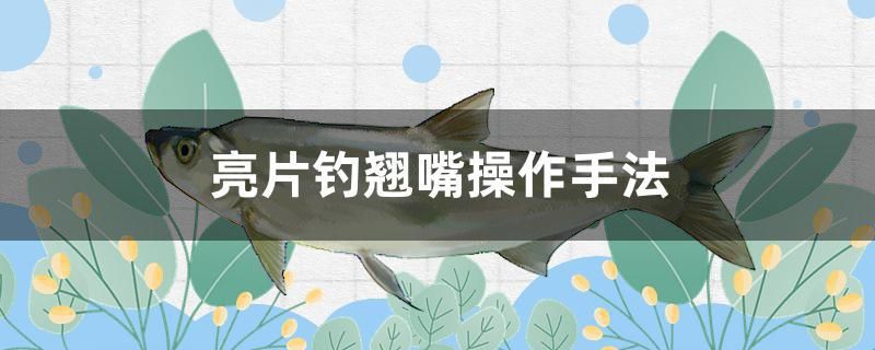 亮片釣翹嘴操作手法 魚(yú)缸等水族設(shè)備