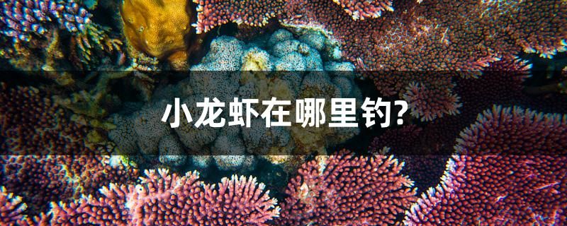 小龍蝦在哪里釣？ 過背金龍魚