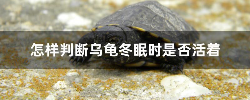 怎樣判斷烏龜冬眠時(shí)是否活著 魚缸水泵