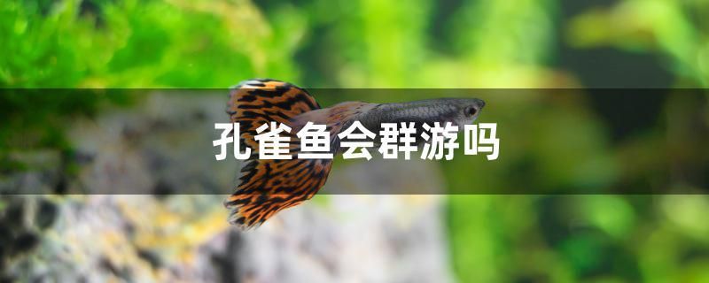 孔雀魚會(huì)群游嗎