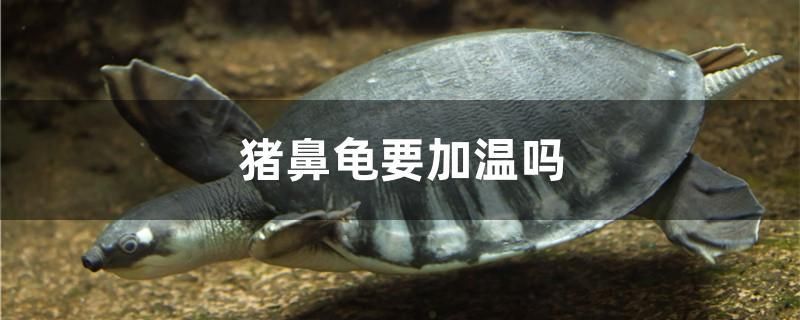 豬鼻龜要加溫嗎 金三間魚