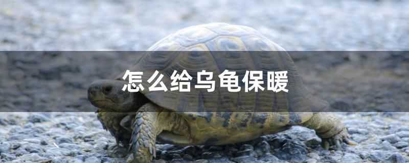 怎么給烏龜保暖 薩伊藍魚