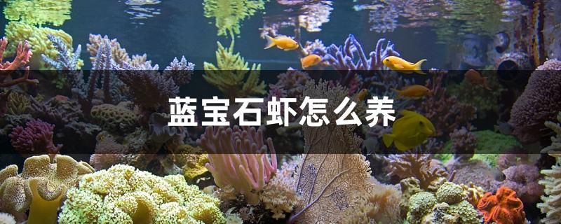 一個月了，好像變化不大 觀賞魚論壇