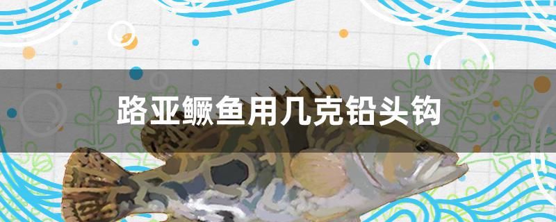 路亞鱖魚用幾克鉛頭鉤 泰國(guó)雪鯽魚