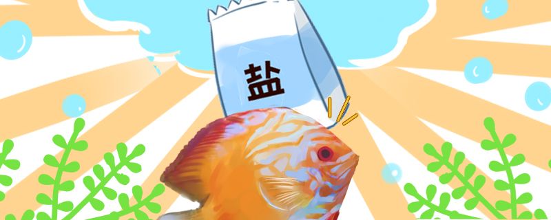 養(yǎng)七彩神仙魚放鹽好嗎放鹽有什么好處 龍鳳鯉魚