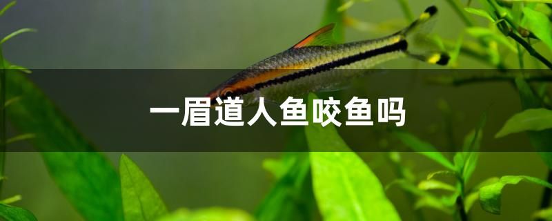 一眉道人魚咬魚嗎