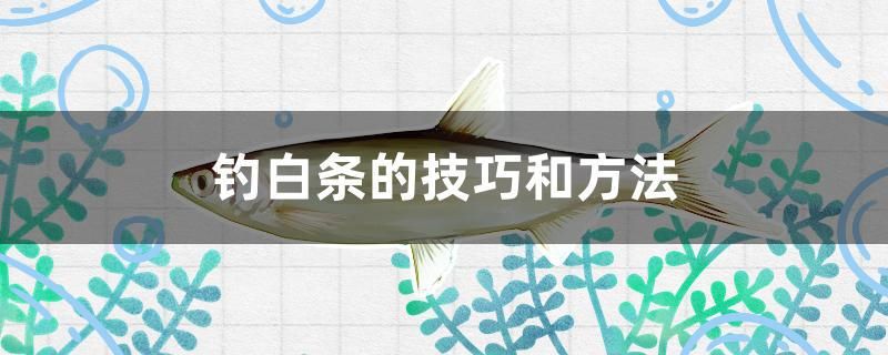 釣白條的技巧和方法 胭脂孔雀龍魚