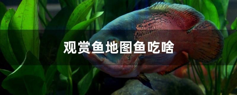 觀賞魚地圖魚吃啥 大嘴鯨魚