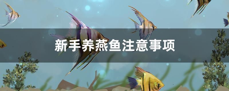 新手養(yǎng)燕子魚注意事項 森森魚缸