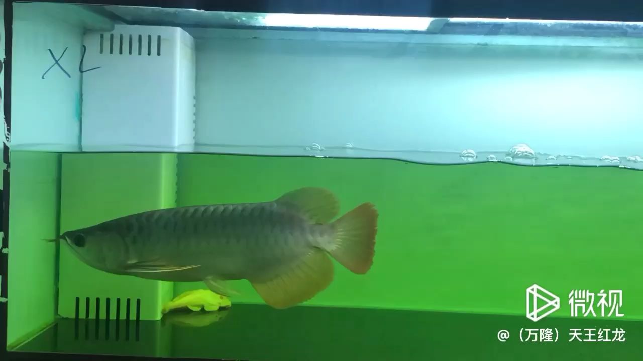 在售10號(hào)限量 觀賞魚論壇