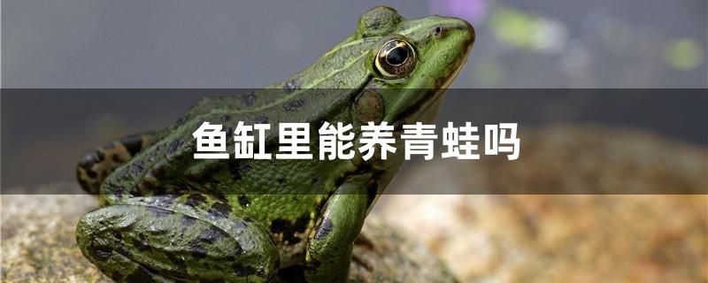 魚缸里能養(yǎng)青蛙嗎 綠皮皇冠豹魚