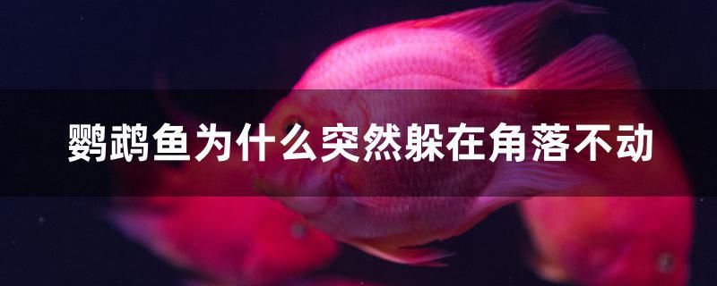 鸚鵡魚為什么突然躲在角落不動(dòng) 巴卡雷龍魚