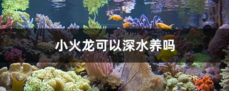 小火龍可以深水養(yǎng)嗎 孵化器