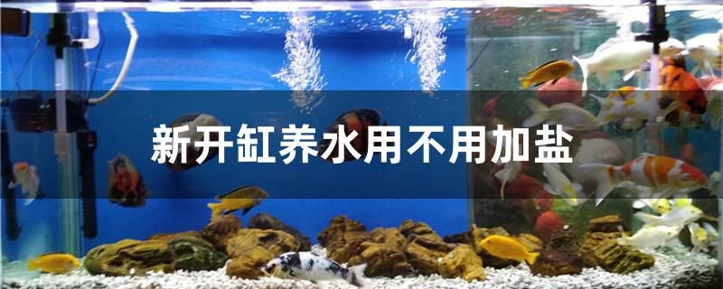 新開缸養(yǎng)水用不用加鹽