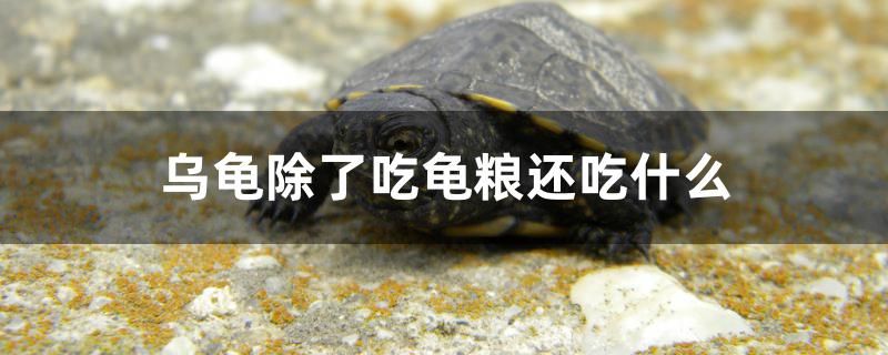 烏龜除了吃龜糧還吃什么 白子銀版魚苗