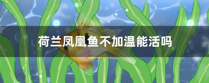 荷蘭鳳凰魚不加溫能活嗎