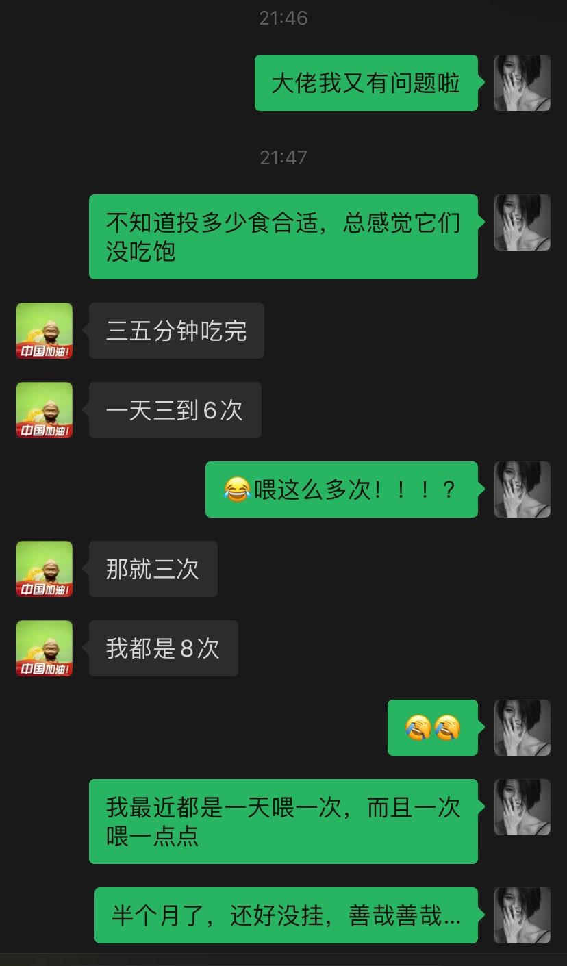 我就說為啥它們要吃??，原來是喂的太少了… 觀賞魚論壇 第1張