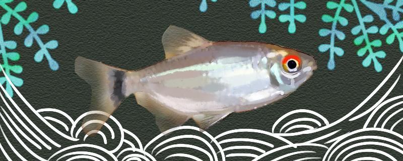 銀屏燈魚(yú)咬別的魚(yú)嗎應(yīng)該怎么養(yǎng) 魚(yú)缸等水族設(shè)備