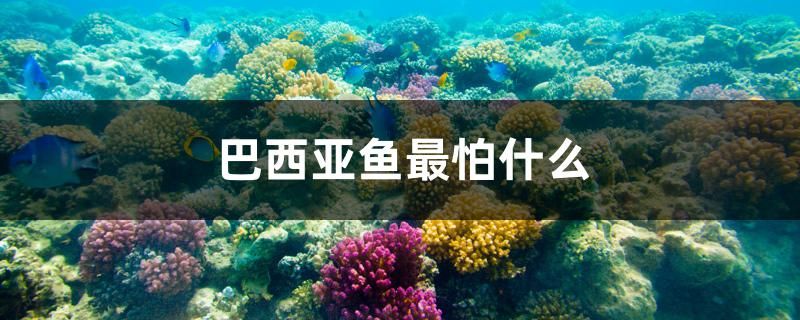 巴西亞魚最怕什么