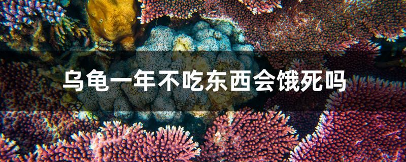 烏龜一年不吃東西會餓死嗎 水族世界