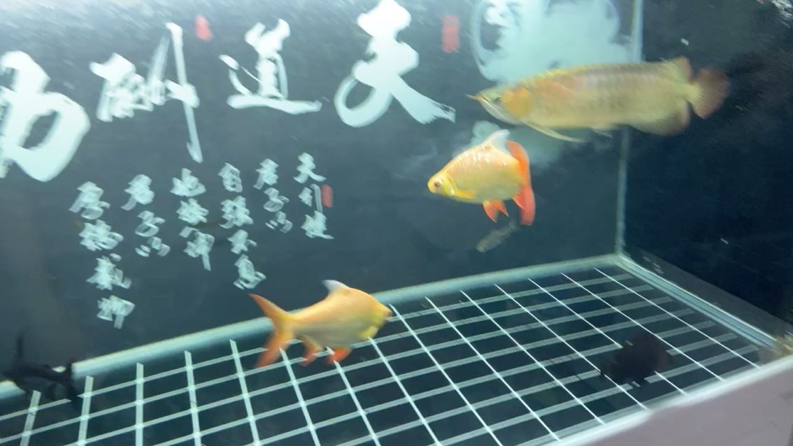 招財魚和龍魚混養(yǎng)好不好（招財魚和龍魚混養(yǎng)好不好吃） 黃金眼鏡蛇雷龍魚