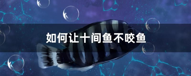 如何讓十間魚不咬魚