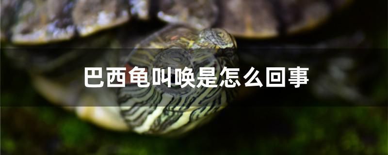 巴西龜叫喚是怎么回事 白子金龍魚