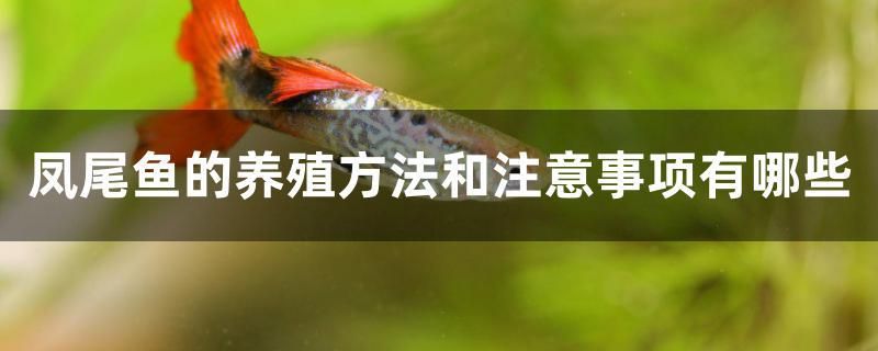 鳳尾魚的養(yǎng)殖方法和注意事項有哪些 圖騰金龍魚