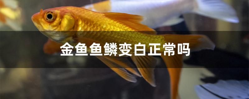 金魚魚鱗變白正常嗎 祥龍龍魚魚糧