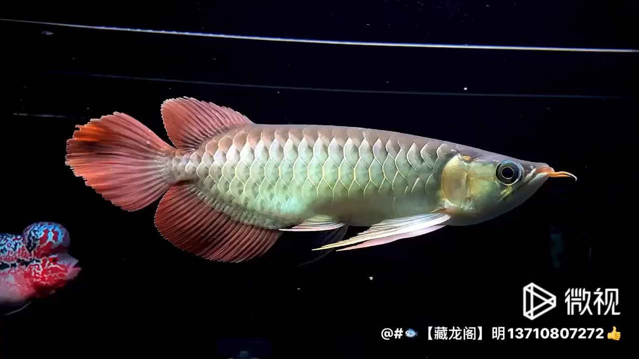 凱撒cs428 觀賞魚論壇