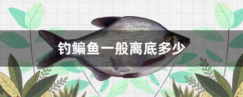 釣鳊魚一般離底多少 祥龍超血紅龍魚