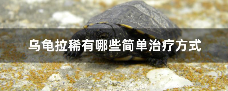 烏龜拉稀有哪些簡(jiǎn)單治療方式 超血紅龍魚(yú)