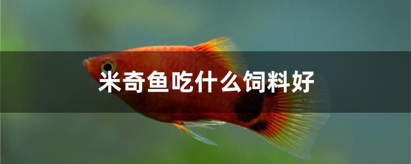 魚缸底濾改造（ 底濾魚缸改造養(yǎng)小魚） 生態(tài)瓶/創(chuàng)意缸/桌面微景缸