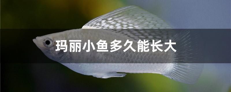 瑪麗小魚多久能長大 白子關刀魚苗