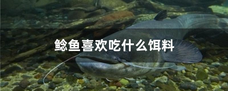 鯰魚喜歡吃什么餌料 廣州龍魚批發(fā)市場