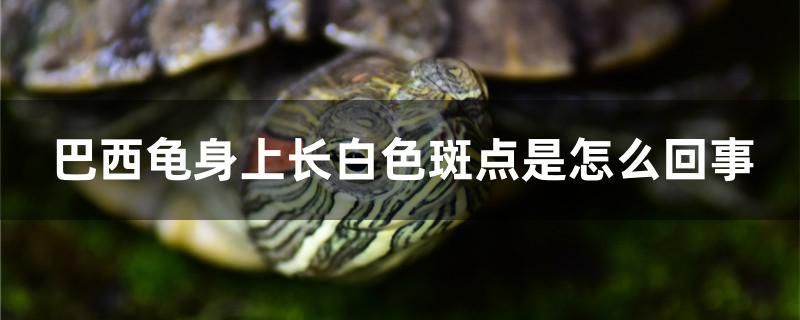 巴西龜身上長(zhǎng)白色斑點(diǎn)是怎么回事 虎紋銀版魚