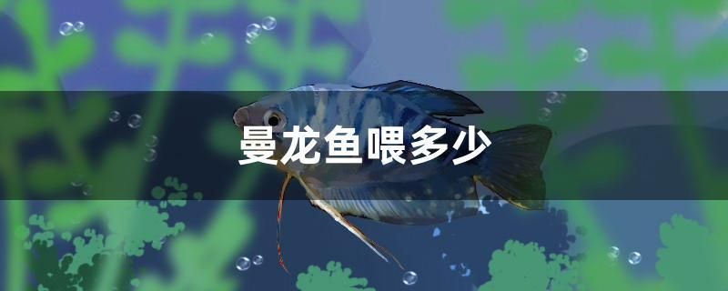 曼龍魚(yú)喂多少 海水魚(yú)（海水魚(yú)批發(fā)）