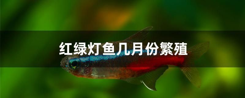 紅綠燈魚幾月份繁殖 藍(lán)帆三間魚