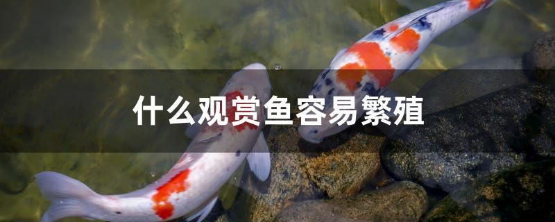 什么觀賞魚容易繁殖 黃金眼鏡蛇雷龍魚